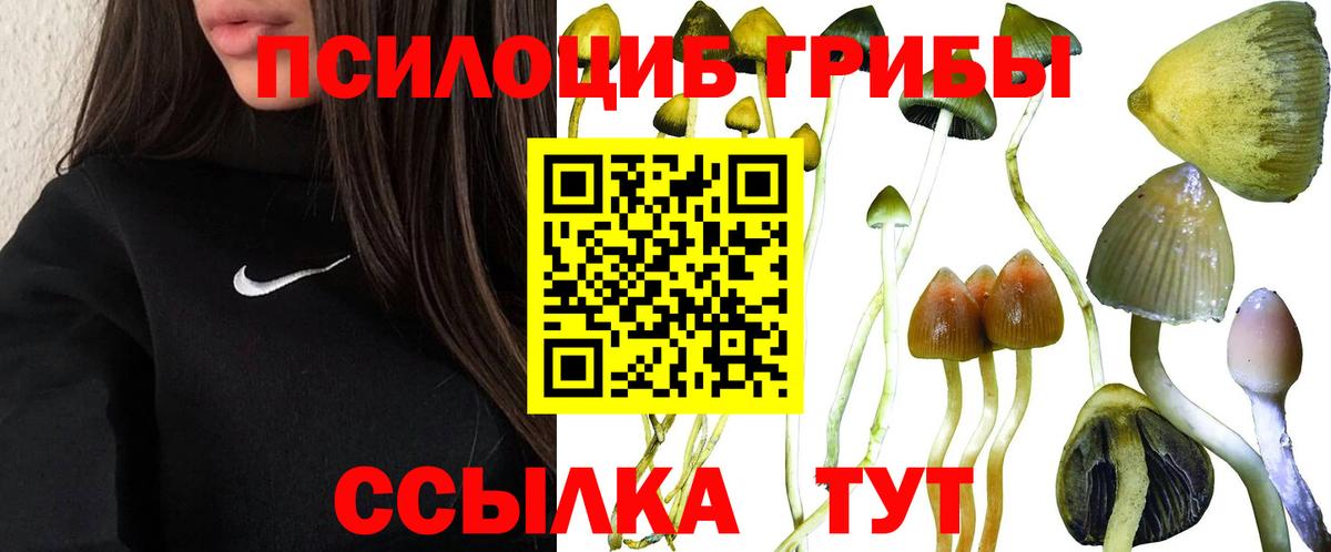 Галлюциногенные грибы Psilocybe  Вход с VPN  Кувандык 